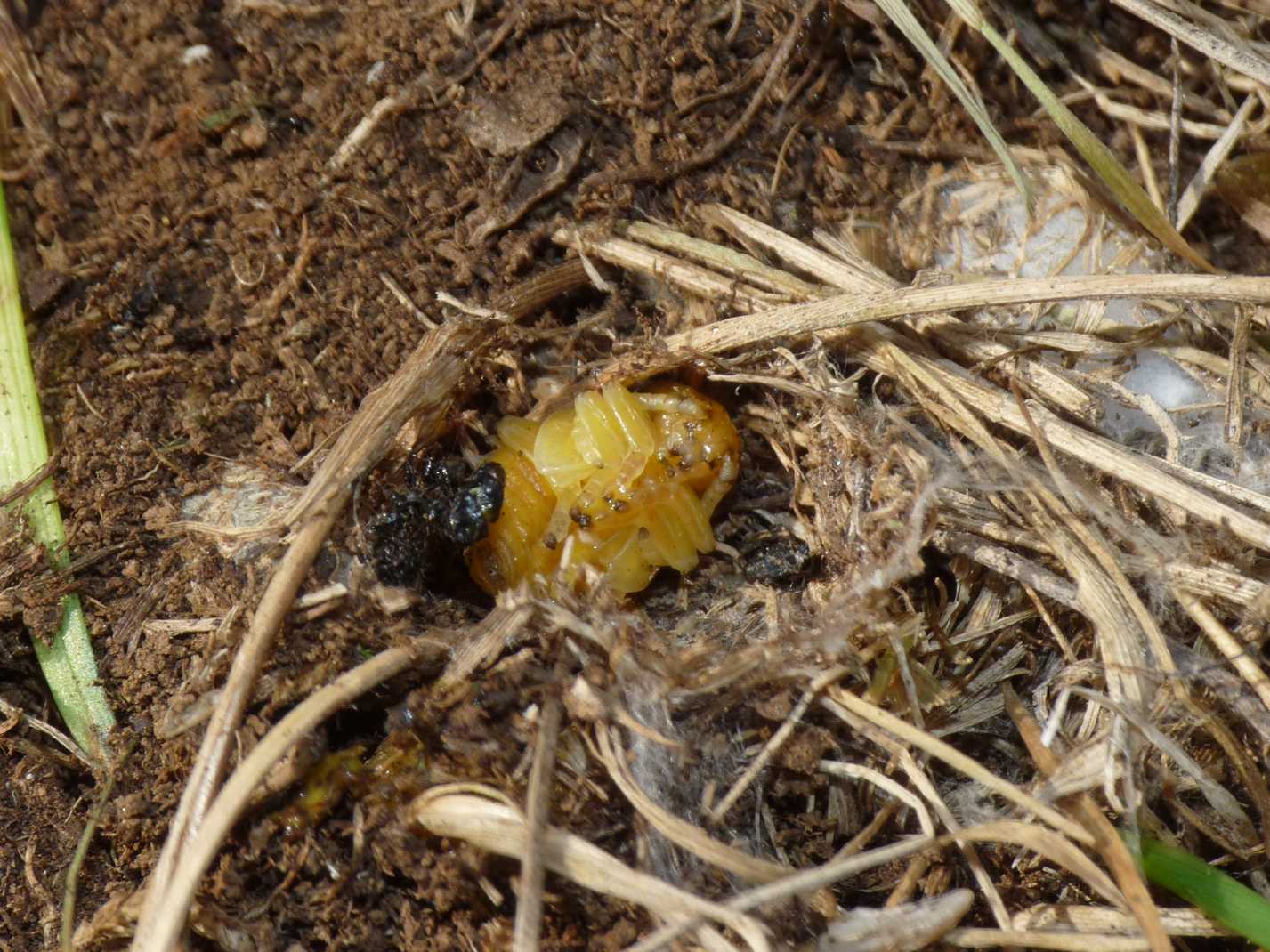 Chrysolina haemoptera con larve e pupe di Galeruca sp..